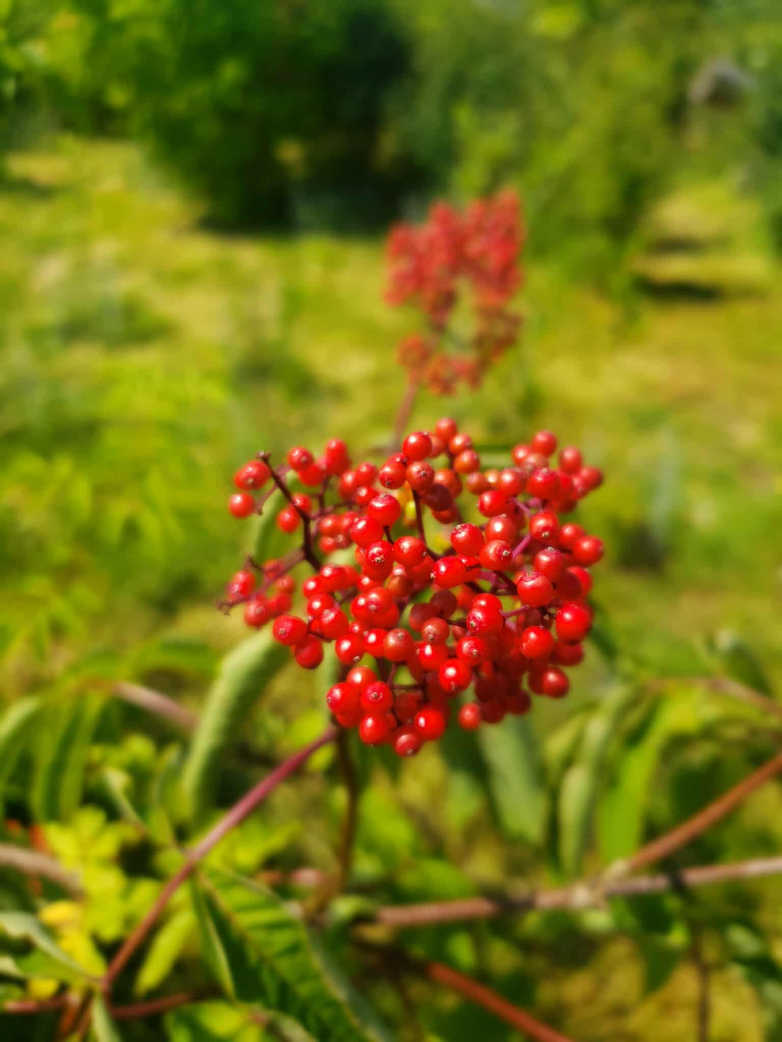 Red Elderberry2